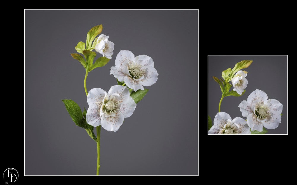 Hellébore artificielle crème tachetée - H.57 cm – Élégance naturelle et raffinement hivernal