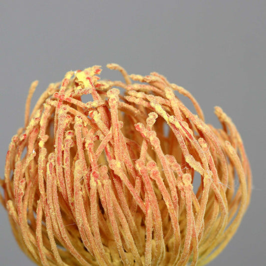 Fleur artificielle tige Protea - composition bouquet - H.75cm - orange/rose R2