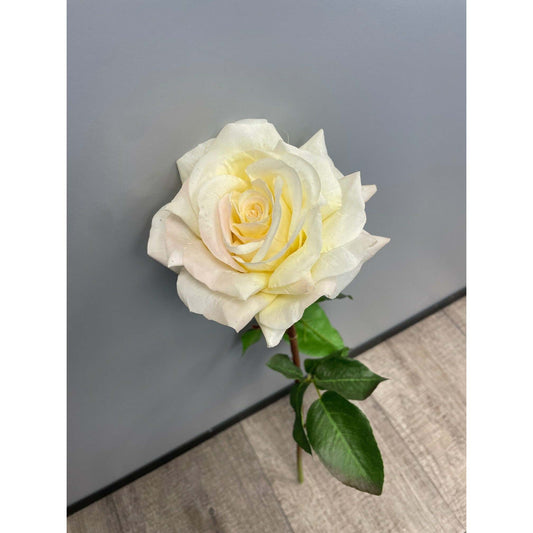 Rose ouverte Floribunda reality - H.60cm - crème