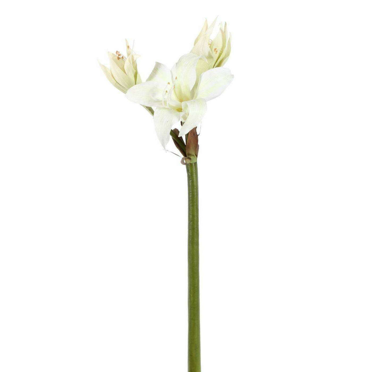 Amaryllis artificielle sauvage 1F 2B - composition florale - H.60cm vert blanc A4