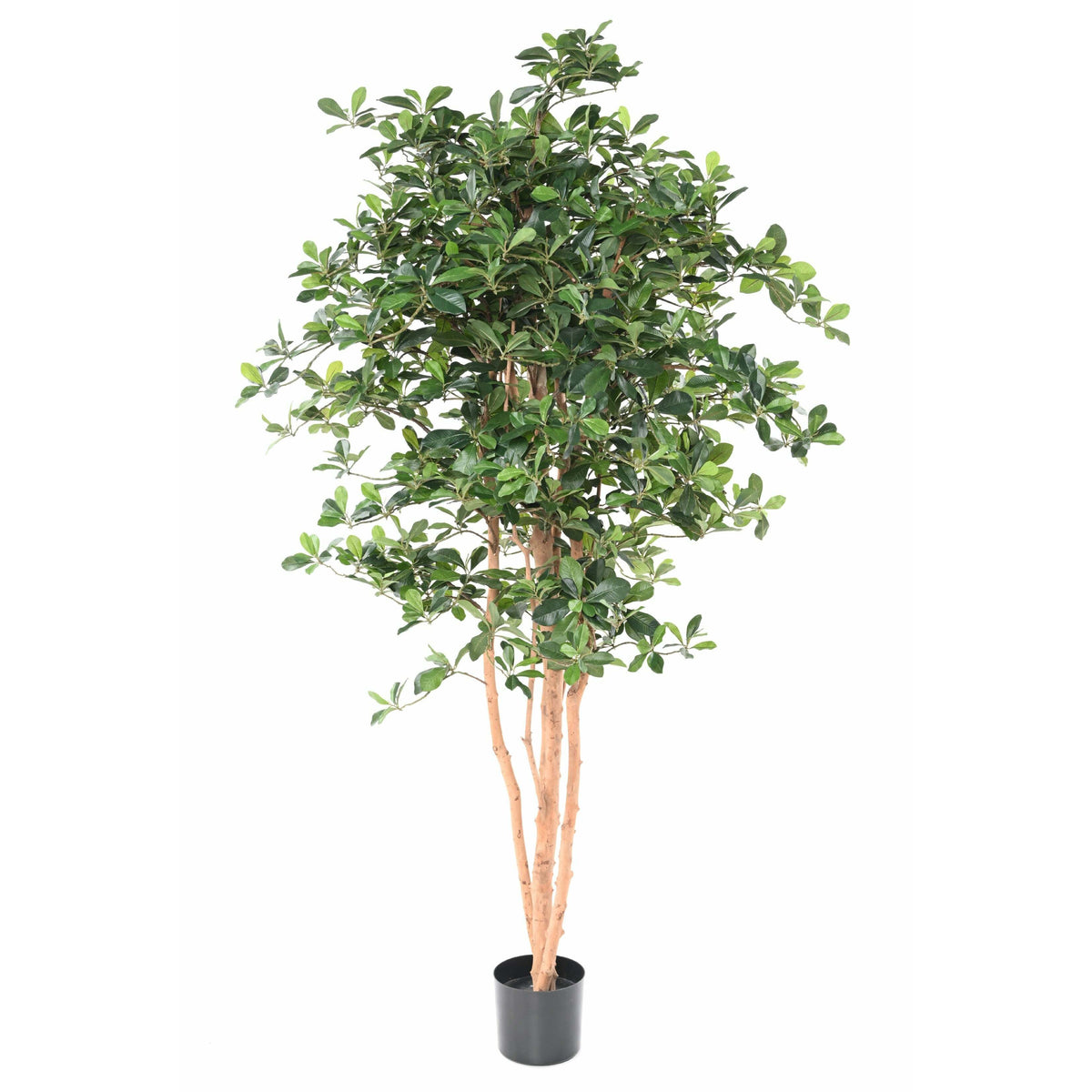 Arbre artificiel Ficus Black Olive - plante artificielle d'intérieur - H.178cm