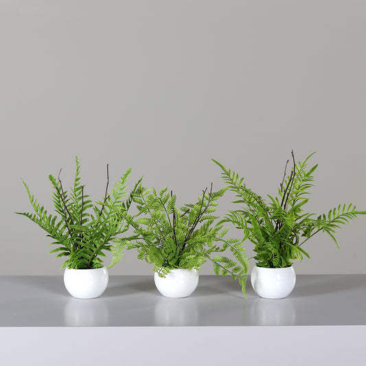 Assortiment de 3 fougères artificielles en vase céramique blanc – H.28 cm - P2