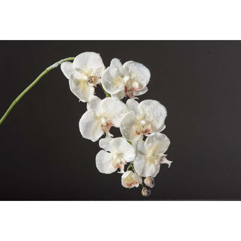 fleur artificielle Tige de phalaenopsis givrée CHAMPAGNE hauteur 68 cm - NO1