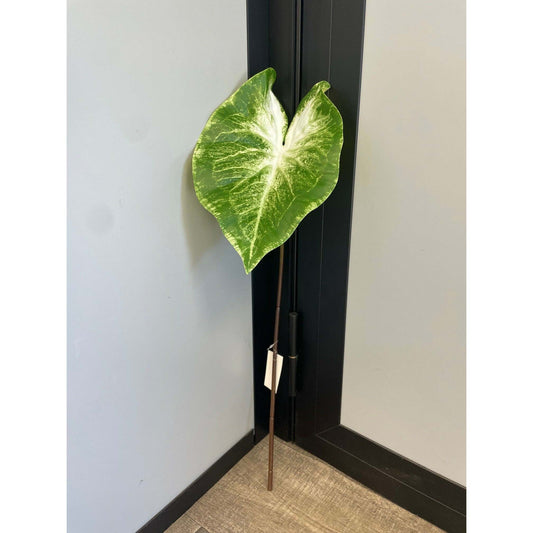 Feuille artificielle de Caladium Polyfoam - décoration d'intérieur - H.60cm - Vert panaché - Q4