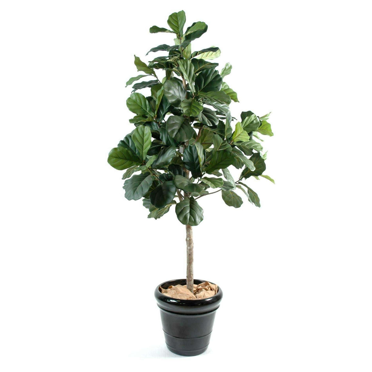 Arbre artificiel Lyrata Figuier - plante semi-naturelle d'intérieur - H.210cm