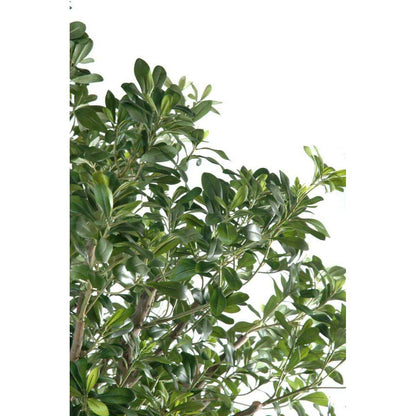 Arbre artificiel Pittosporum - plante décoration d'intérieur - H.260cm