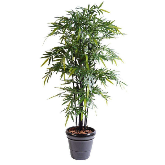 Bambou artificiel Black Natural - intérieur - H.175cm vert/noir B