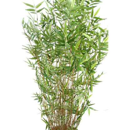Bambou artificiel Oriental 11 cannes fines - plante d'intérieur - H.190cm