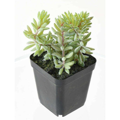 Cactus artificiels assortiment de 4 plantes - plante synthétique d'intérieur - H.20cm