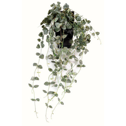 Feuillage artificiel chute de Ceropegia - Chaîne des cœurs pour intérieur - H.60cm - C4