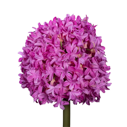 Fleur artificielle Allium tige d'ail d'ornement - composition bouquet - H.79cm fuchsia R4