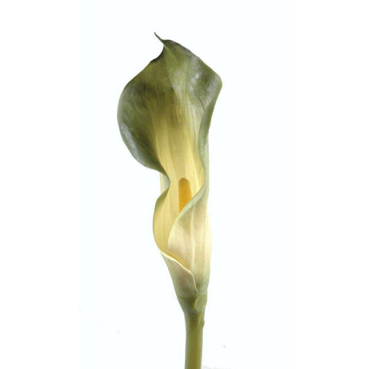 Fleur artificielle Calla Lily - création bouquet - H.90 cm vert A3