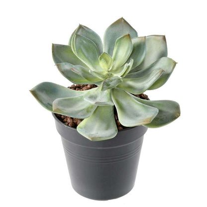 Mini plante artificielle Succulente - cactus artificiel intérieur - H.12cm M1