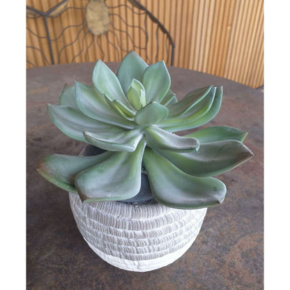 Mini plante artificielle Succulente - cactus artificiel intérieur - H.12cm M1