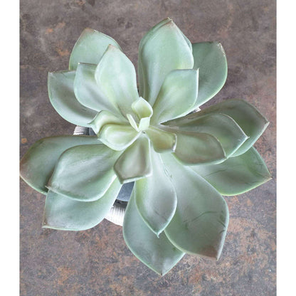 Mini plante artificielle Succulente - cactus artificiel intérieur - H.12cm M1