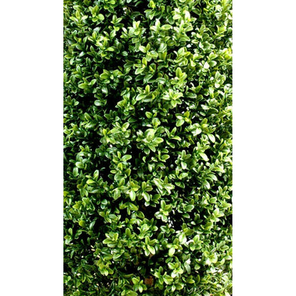 Plante artificielle Buis Topiaire pyramide - intérieur extérieur - H.180cm vert
