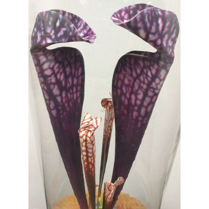 Plante artificielle carnivore sous cloche en verre - déco intérieur - H.46cm violet - R3