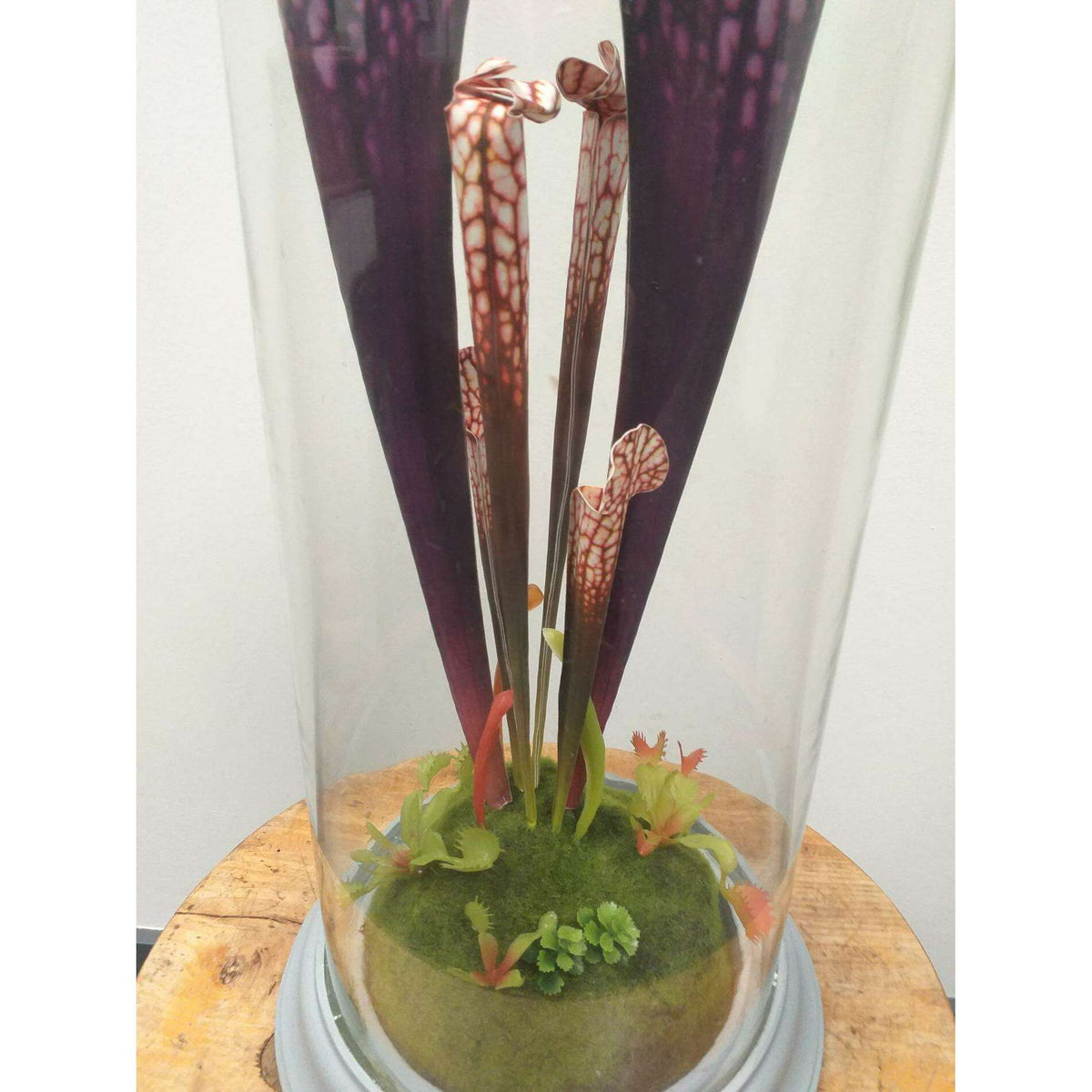Plante artificielle carnivore sous cloche en verre - déco intérieur - H.46cm violet - R3