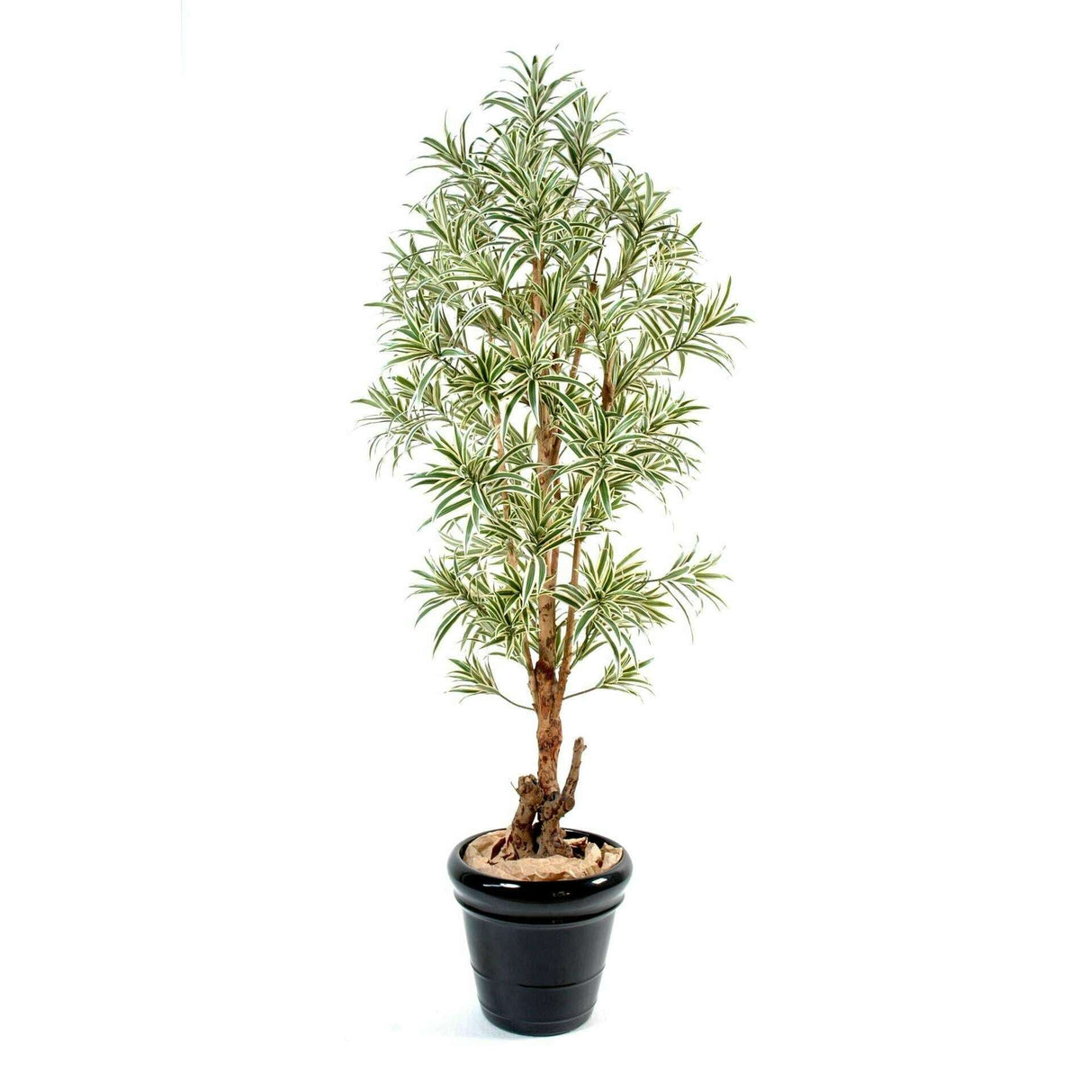 Plante artificielle Dracaena Reflexa - décoration d'intérieur - H.150cm vert jaune