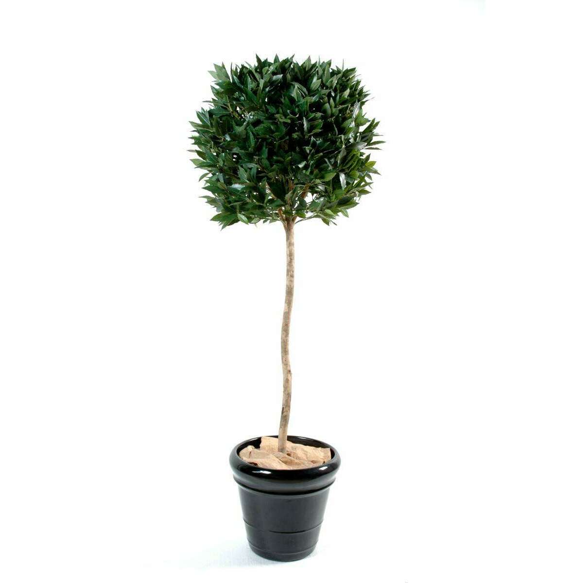 Plante artificielle Laurier boule - décoration intérieure - H.180cm