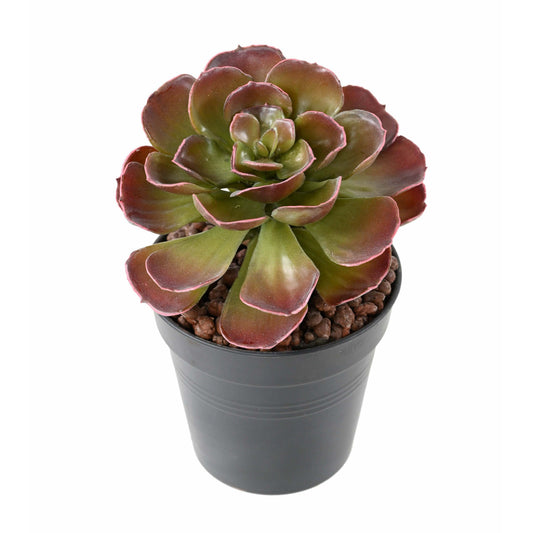 Plante grasse artificielle Crassula Echeveria - cactus en piquet - H.22cm D4