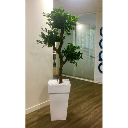 Préparation de la plante et du bac pour intérieur finition marbre blanc concassé ou billes d'argile