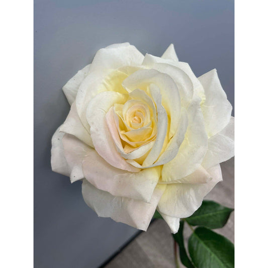 Rose ouverte Floribunda reality - H.60cm - crème